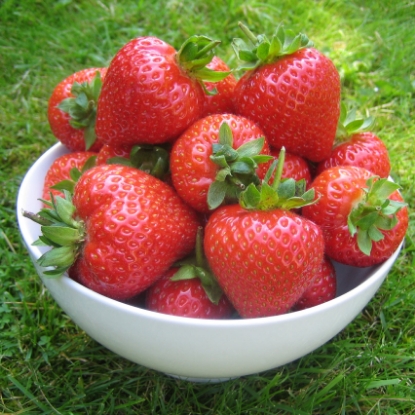 Picture of Strawberry Plants - Flamenco (All Season) - November 2025 Delivery